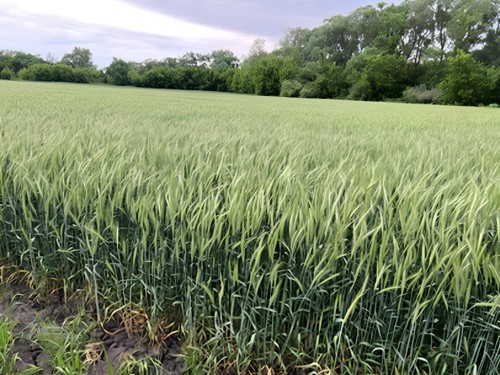 В Центре ВИМ создан новый сорт озимой пшеницы Адарка